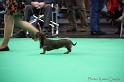 Crufts2011_2 1142